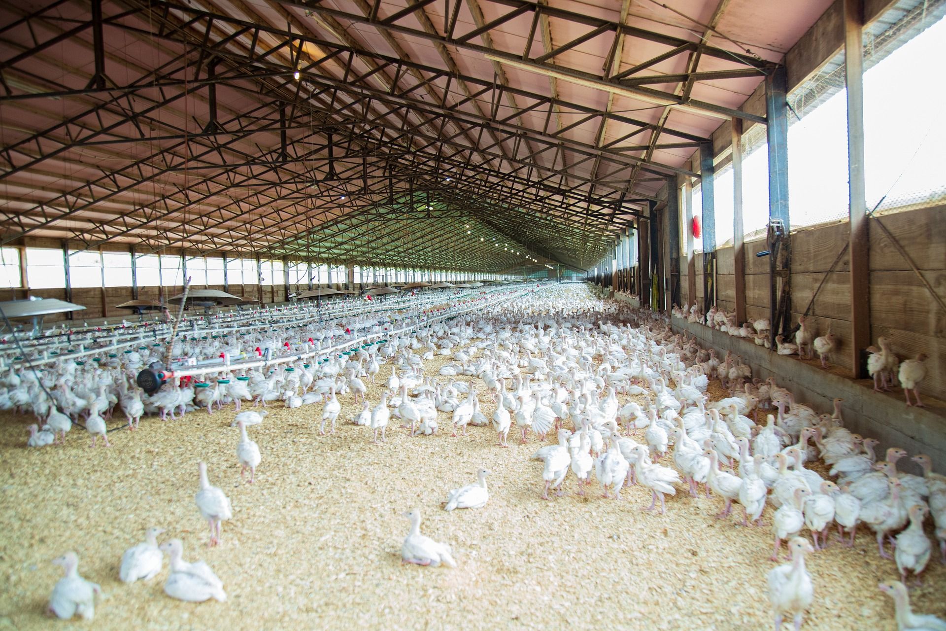 farma živina kokoške