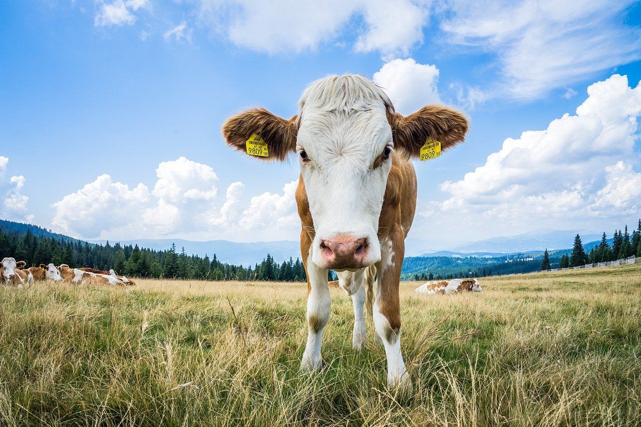 Krave koje proizvode manje metana - deo borbe protiv klimatskih promena