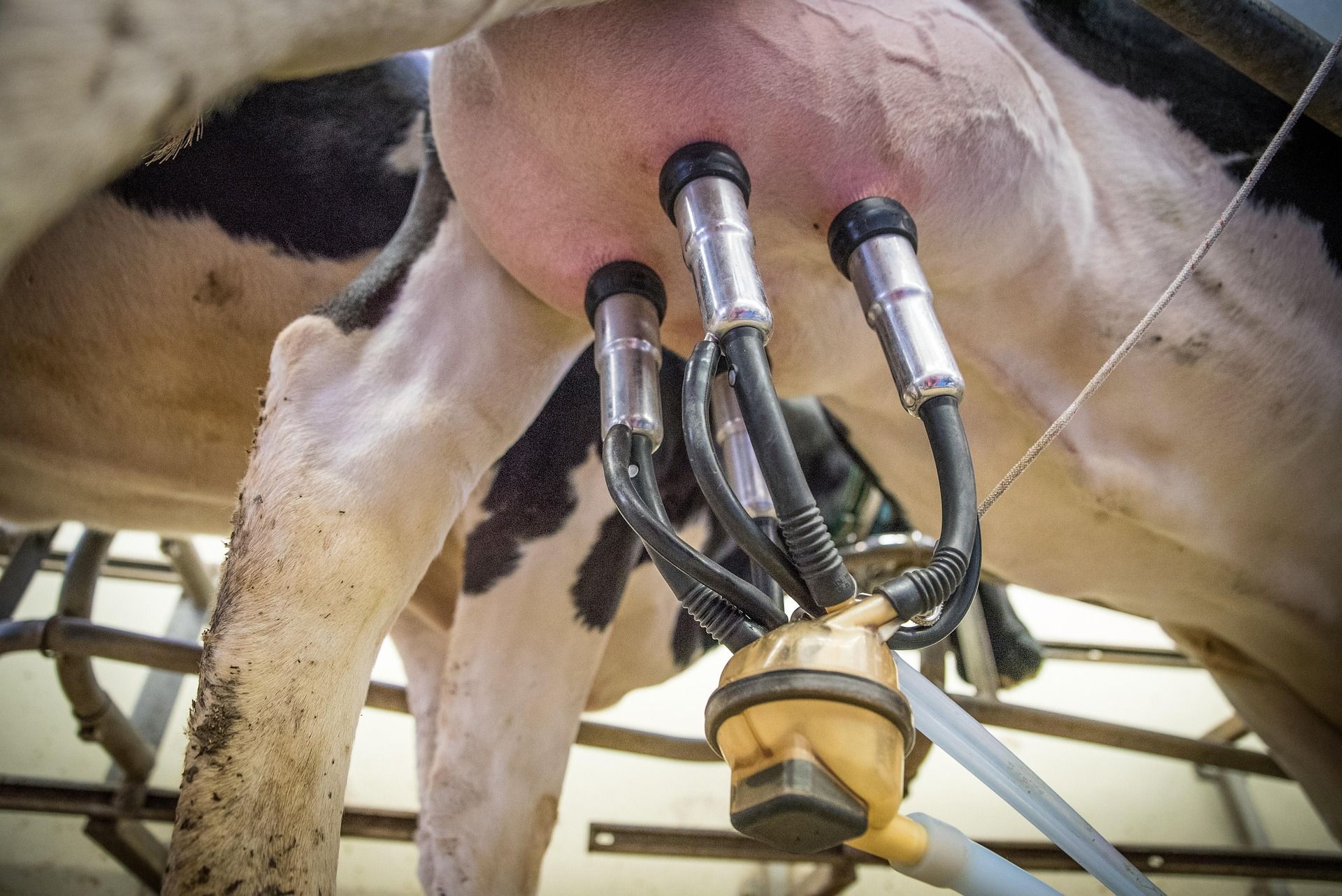 Kraj agro-blokada? Ministarstvo se dogovorilo sa mlekarima i stočarima